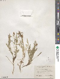 Astragalus miser var. oblongifolius image