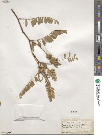 Astragalus canadensis var. canadensis image