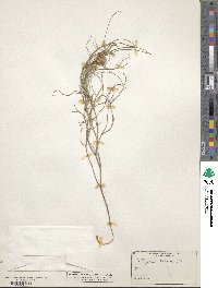 Astragalus ceramicus image