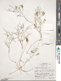 Astragalus ceramicus image