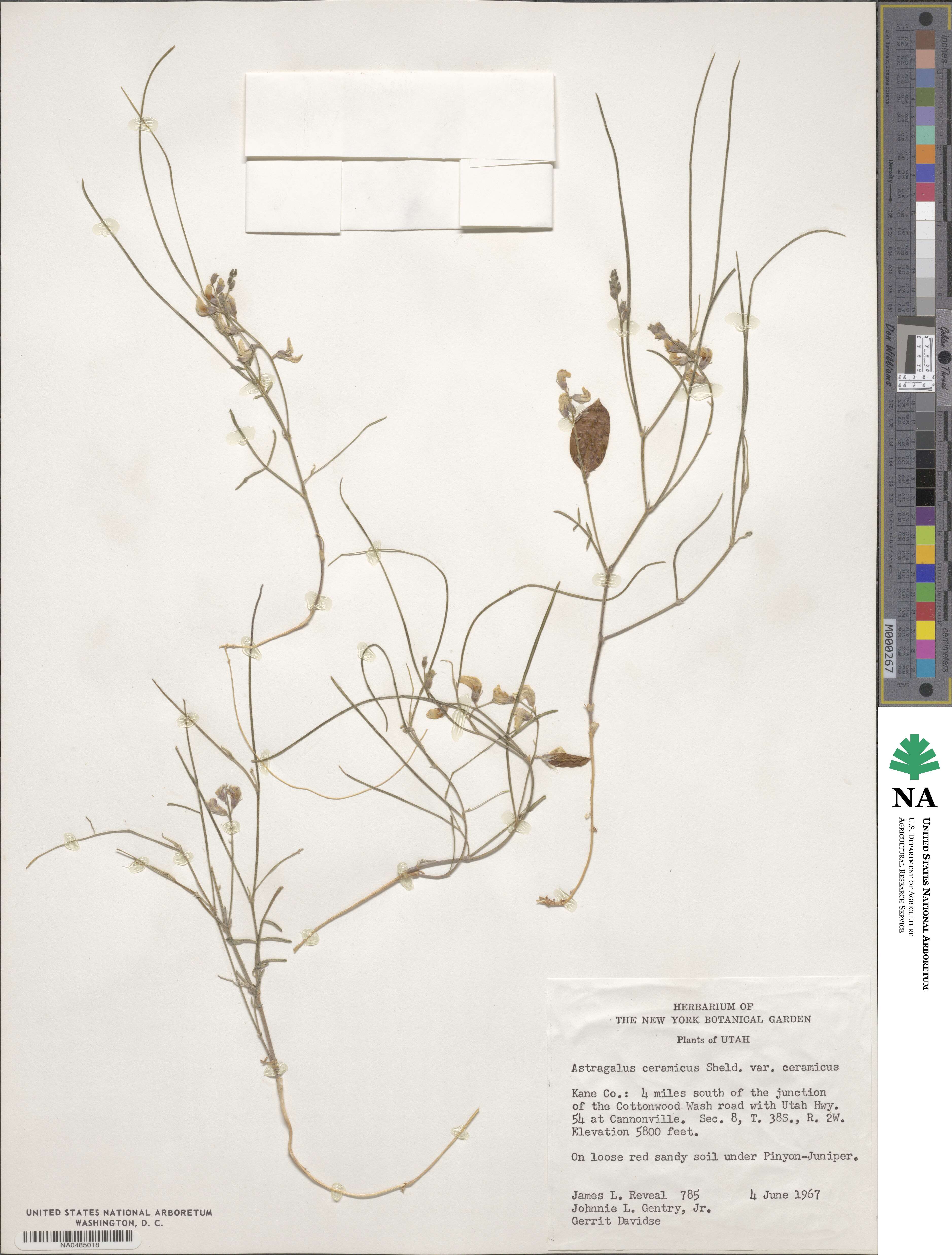 Astragalus ceramicus image