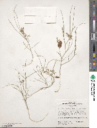 Astragalus ceramicus image