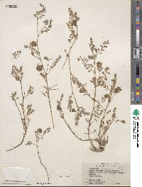 Astragalus ceramicus image