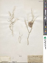 Astragalus ceramicus image