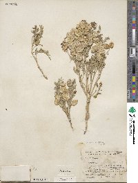 Astragalus cerussatus image