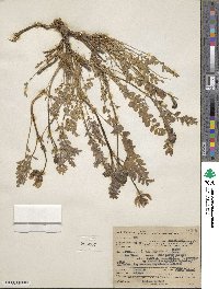 Astragalus cibarius image