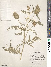 Astragalus cicer image