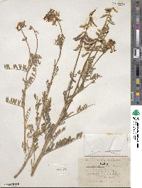 Astragalus collinus image