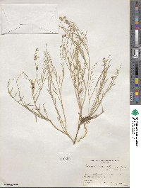 Astragalus convallarius image