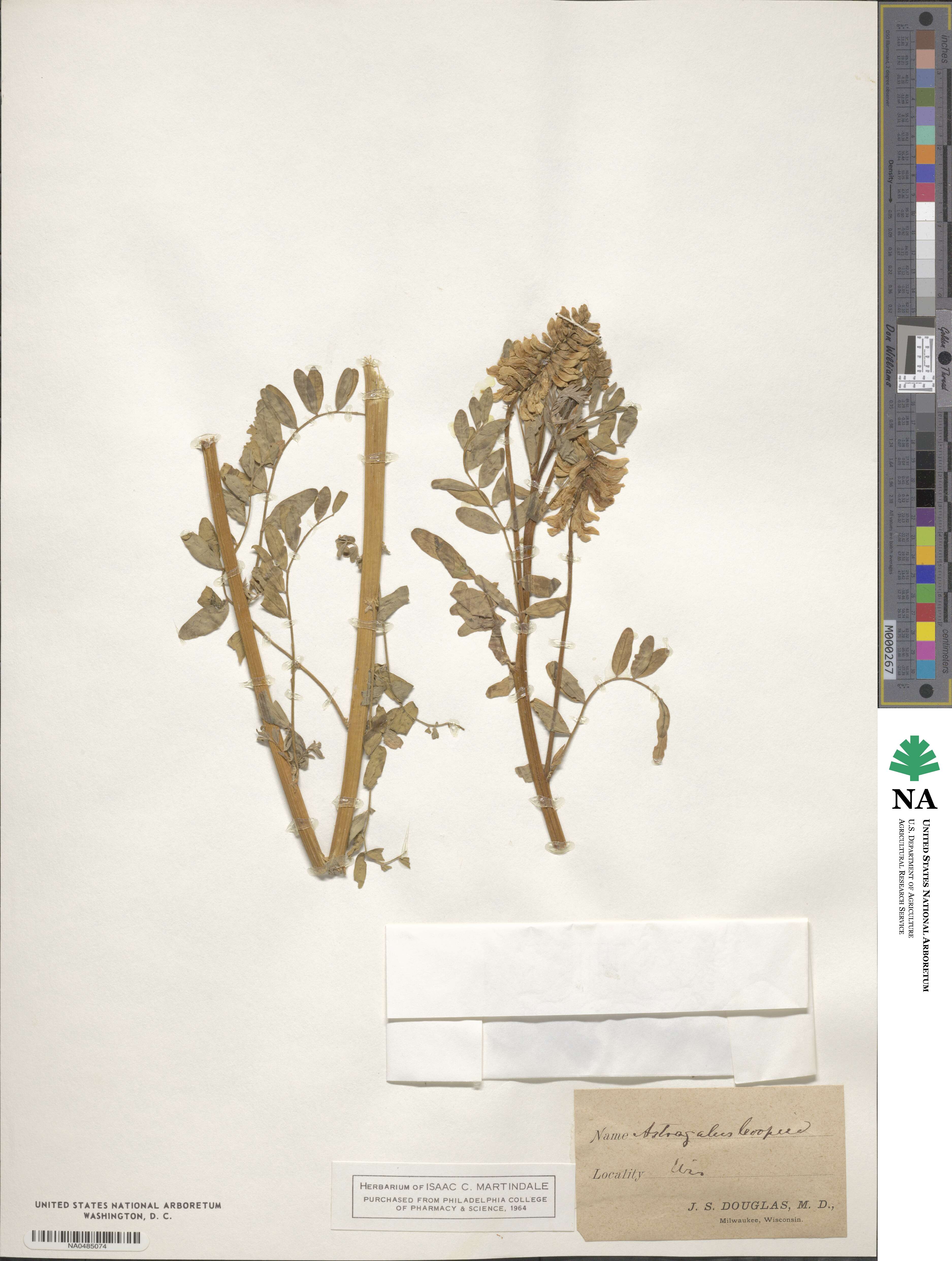 Astragalus neglectus image