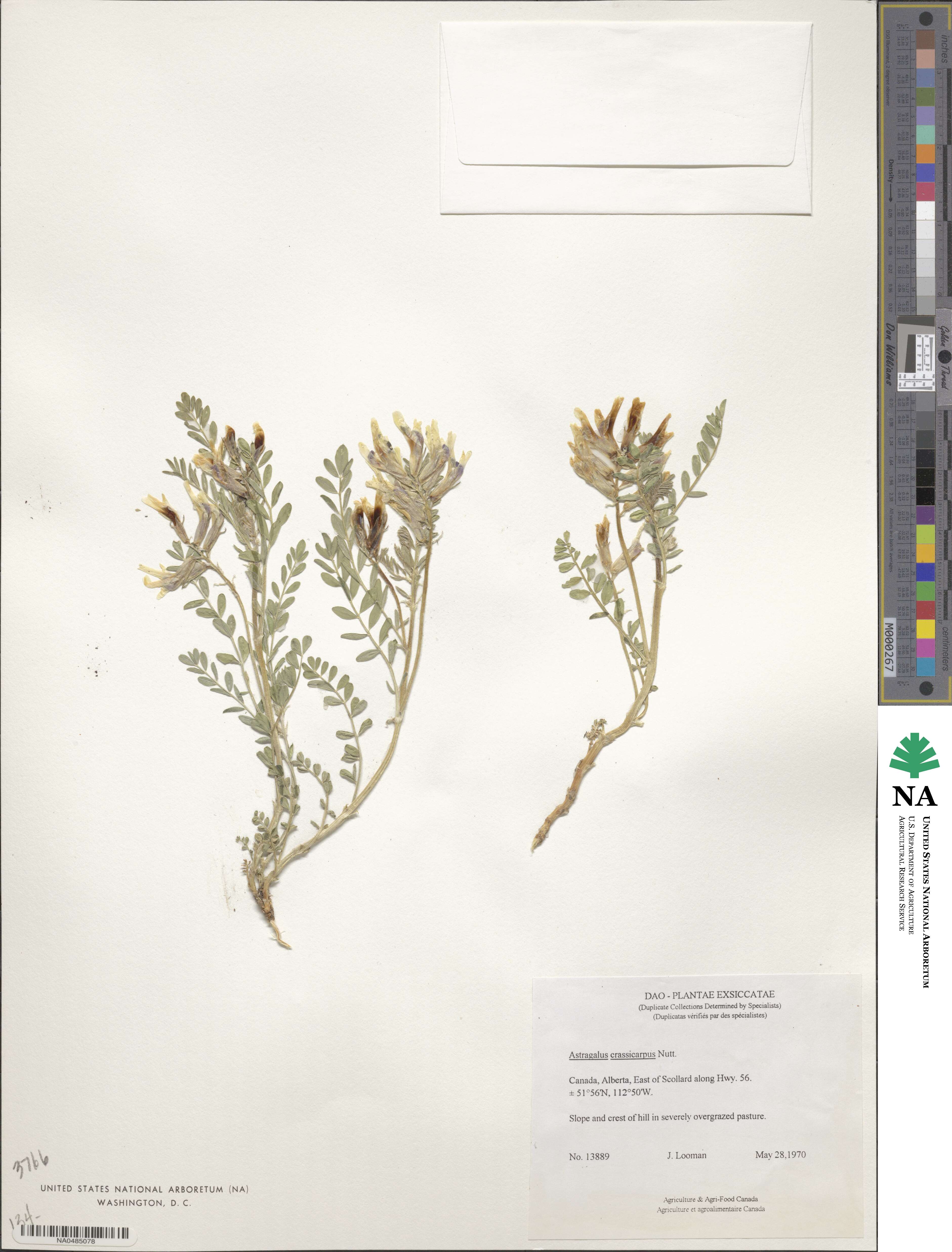 Astragalus caryocarpus image