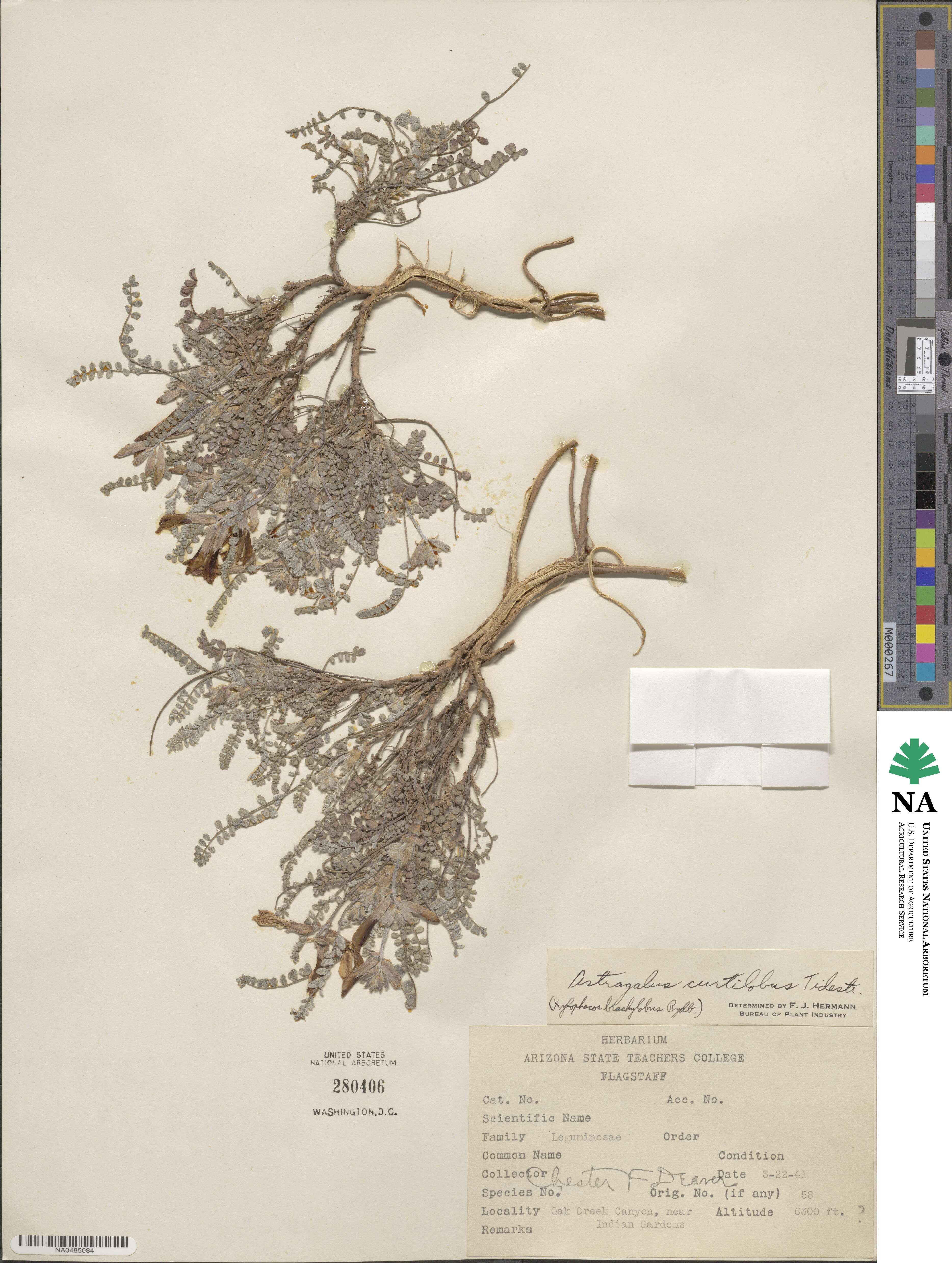 Astragalus tephrodes image