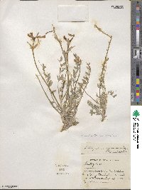 Astragalus cyaneus image