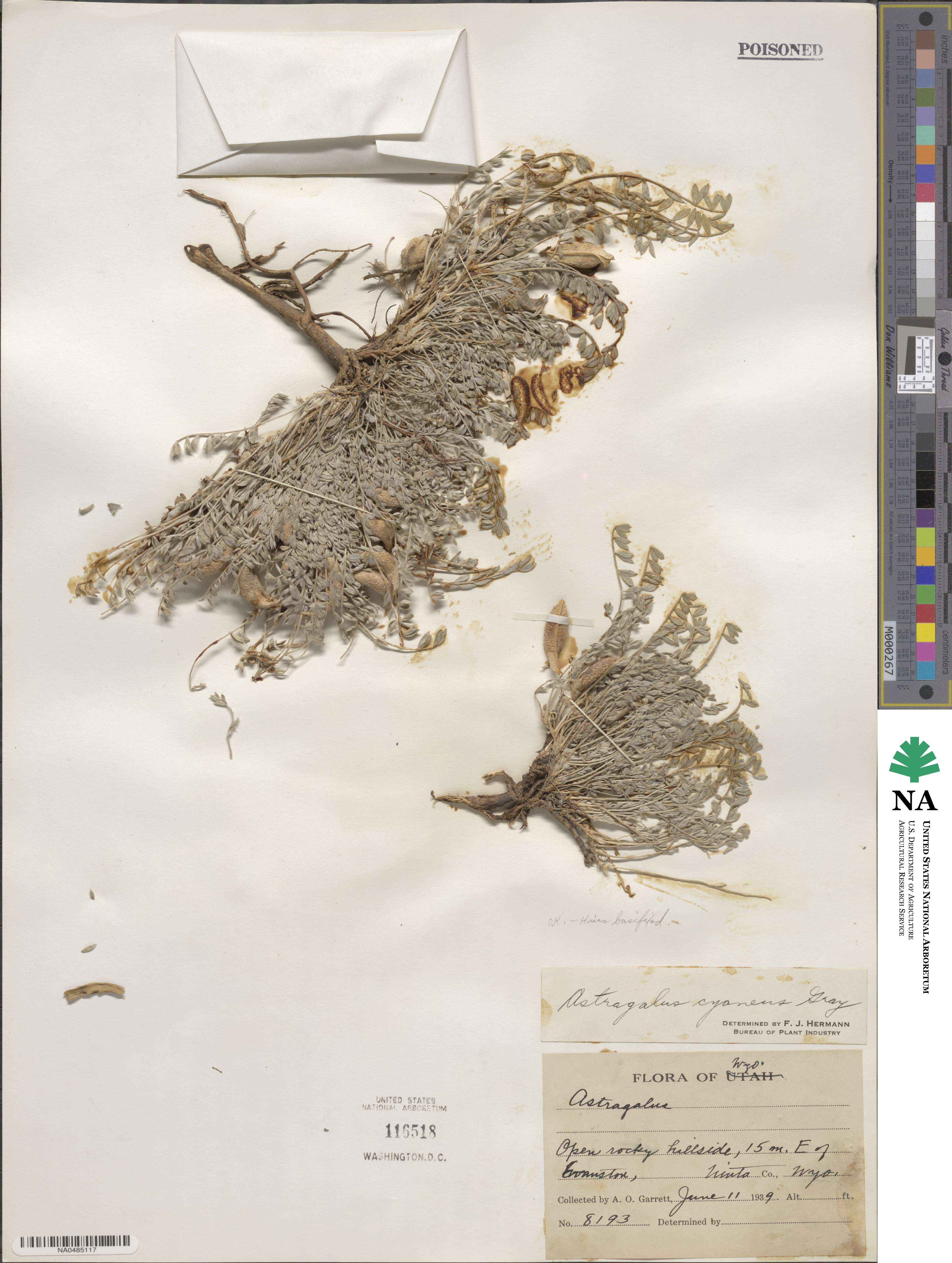 Astragalus cyaneus image