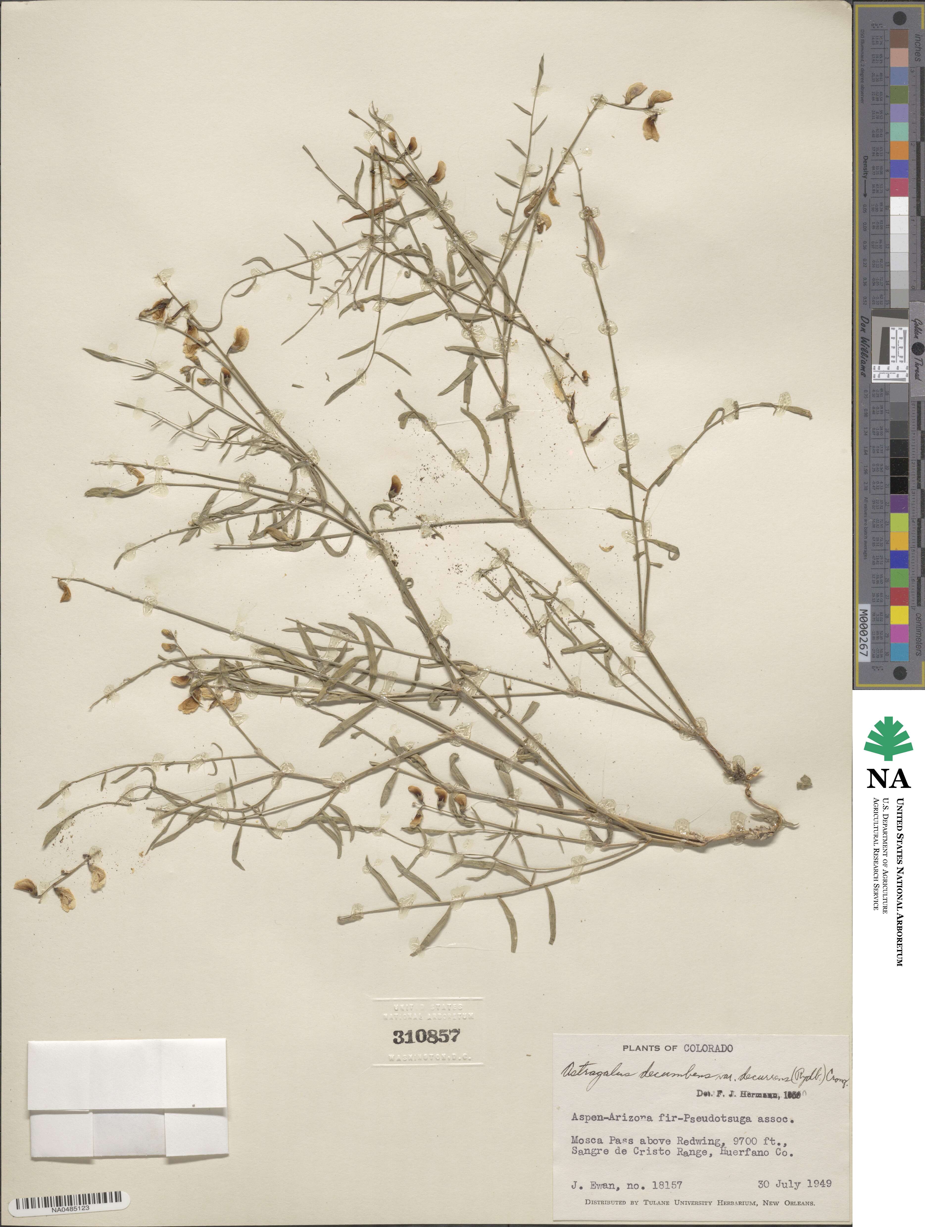 Astragalus decumbens image