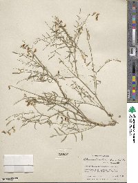 Astragalus decumbens image