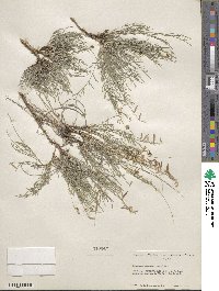 Astragalus decumbens image