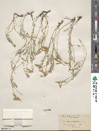 Astragalus decumbens image