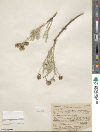 Astragalus decumbens image