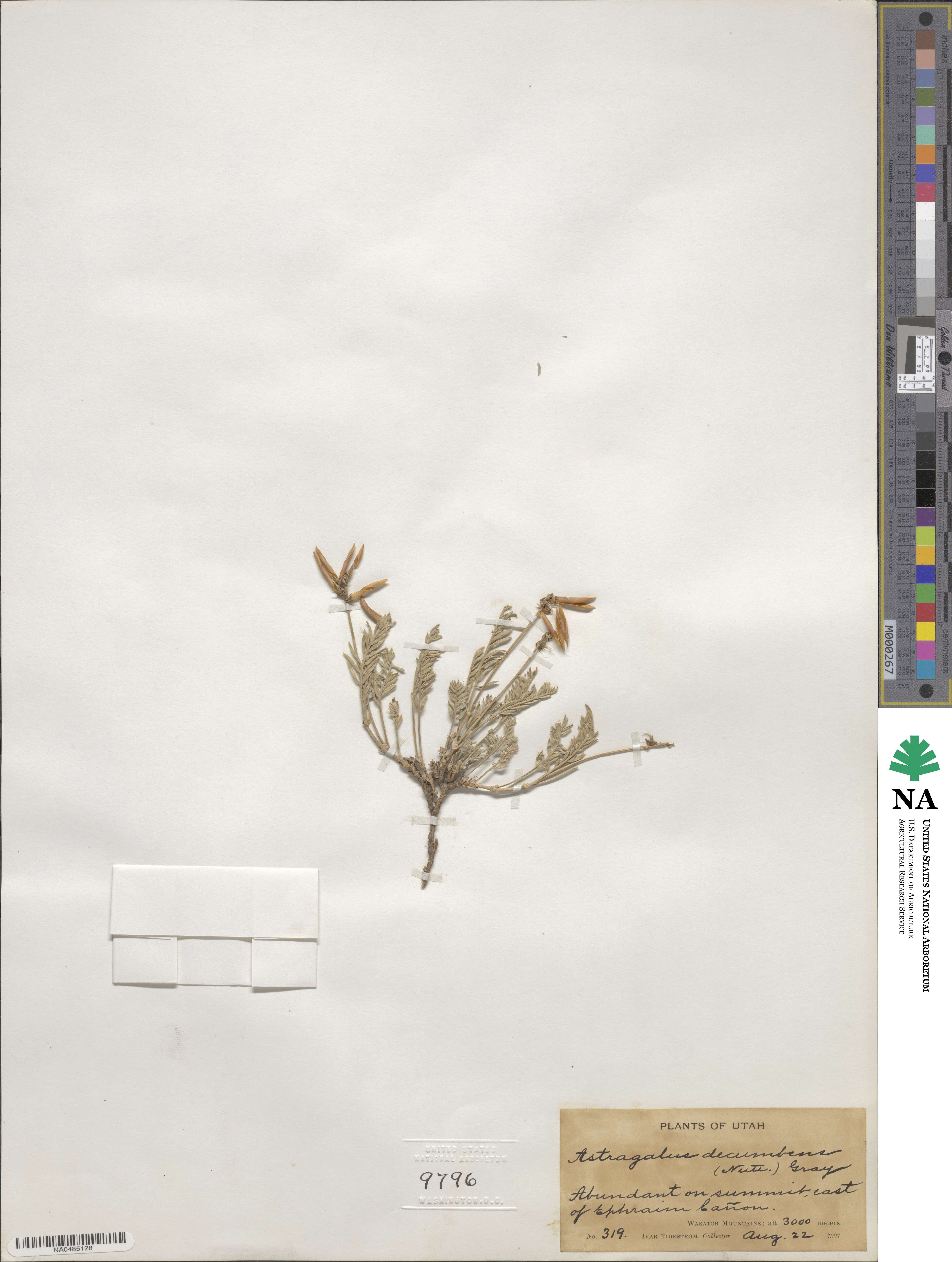 Astragalus decumbens image
