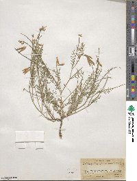 Astragalus decumbens image