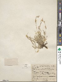 Astragalus decumbens image
