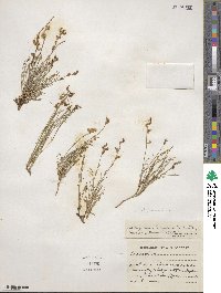 Astragalus decumbens image