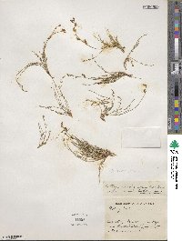 Astragalus decumbens image