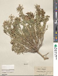 Astragalus lentiginosus var. diphysus image