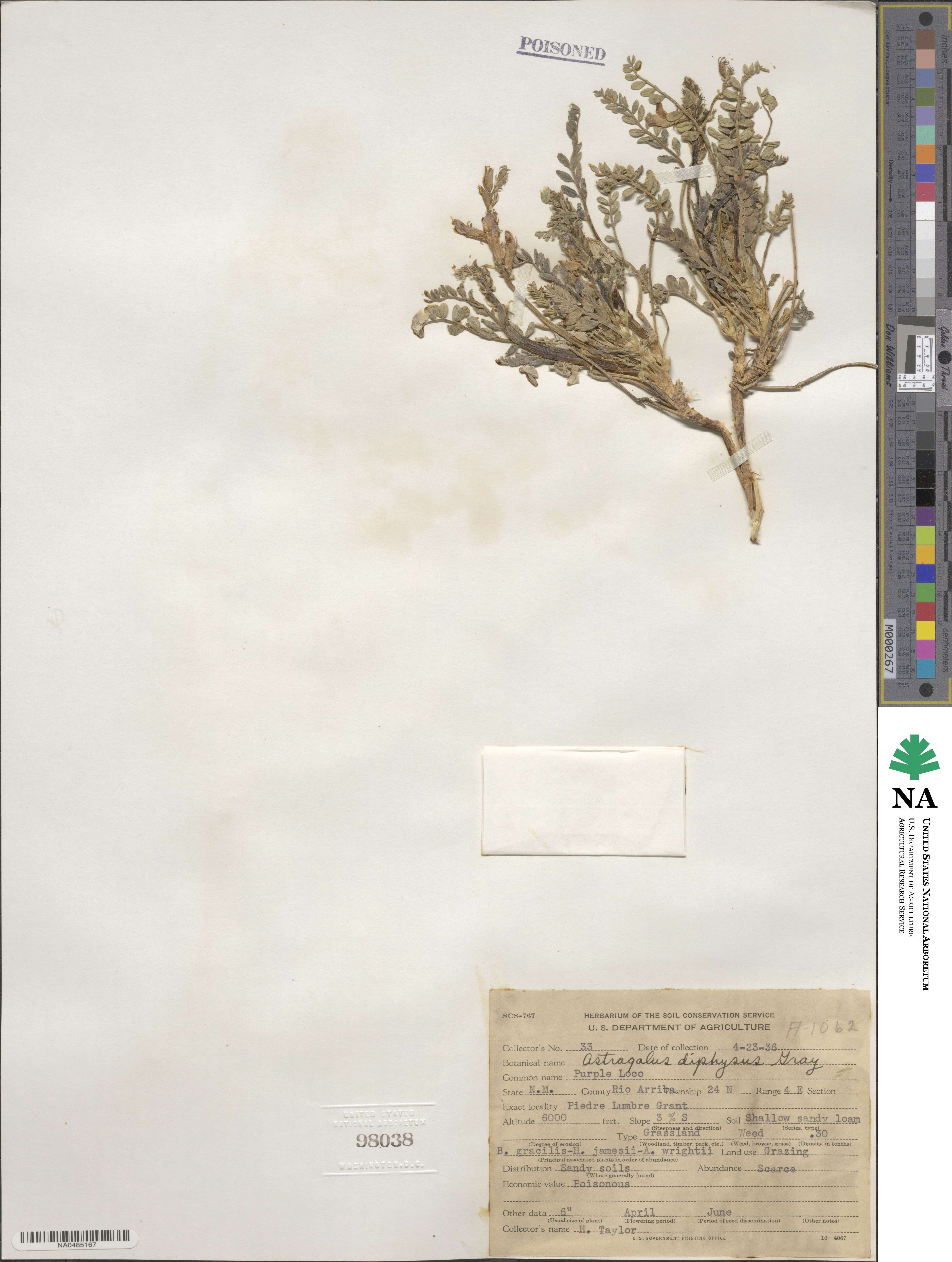 Astragalus lentiginosus var. diphysus image
