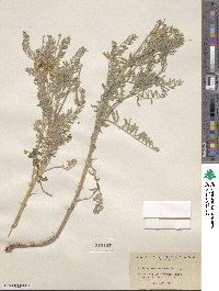 Astragalus drummondii image