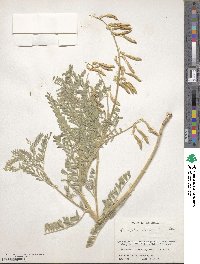 Astragalus drummondii image