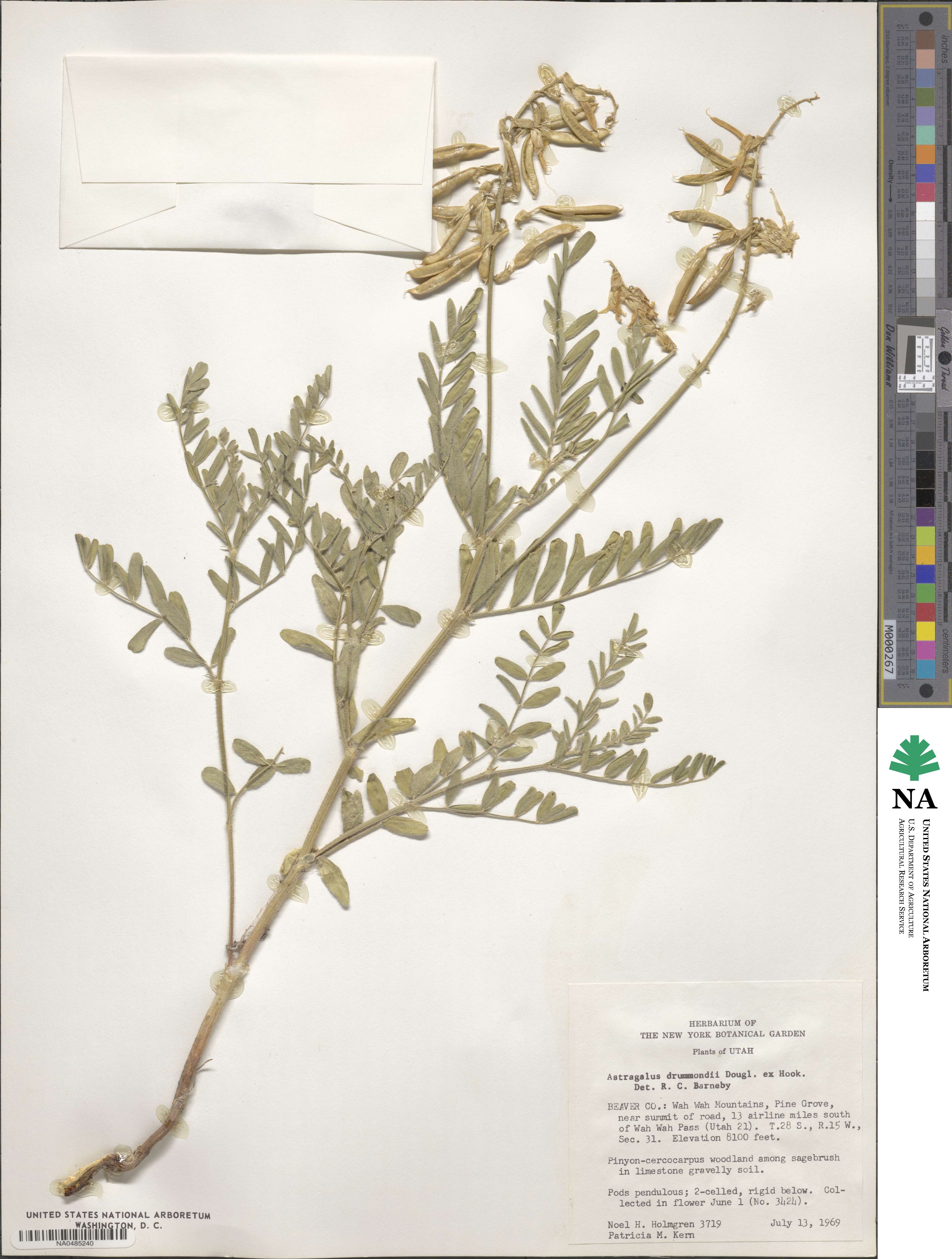 Astragalus drummondii image