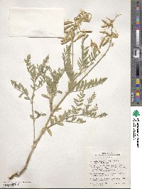 Astragalus drummondii image