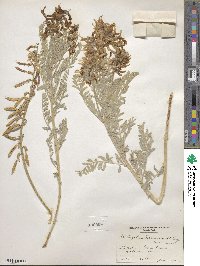 Astragalus drummondii image