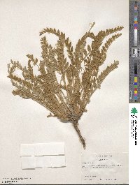 Astragalus mollissimus image