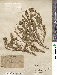 Astragalus mollissimus var. earlei image