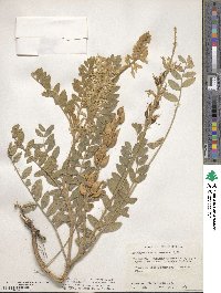 Astragalus mollissimus var. earlei image