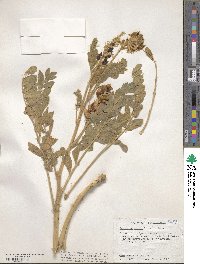 Astragalus mollissimus var. earlei image