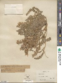 Astragalus mollissimus var. earlei image