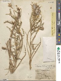 Astragalus praelongus image