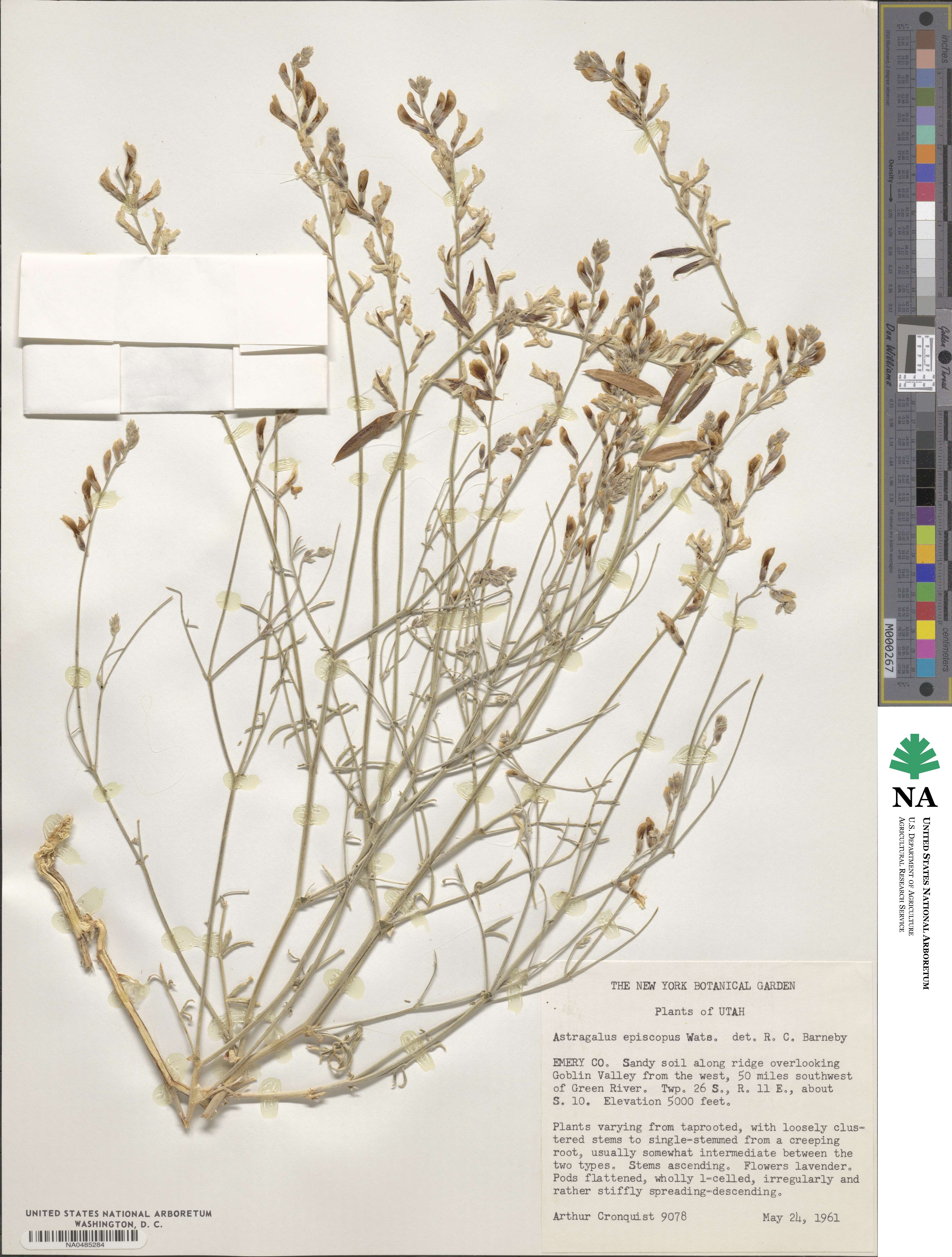 Astragalus episcopus image