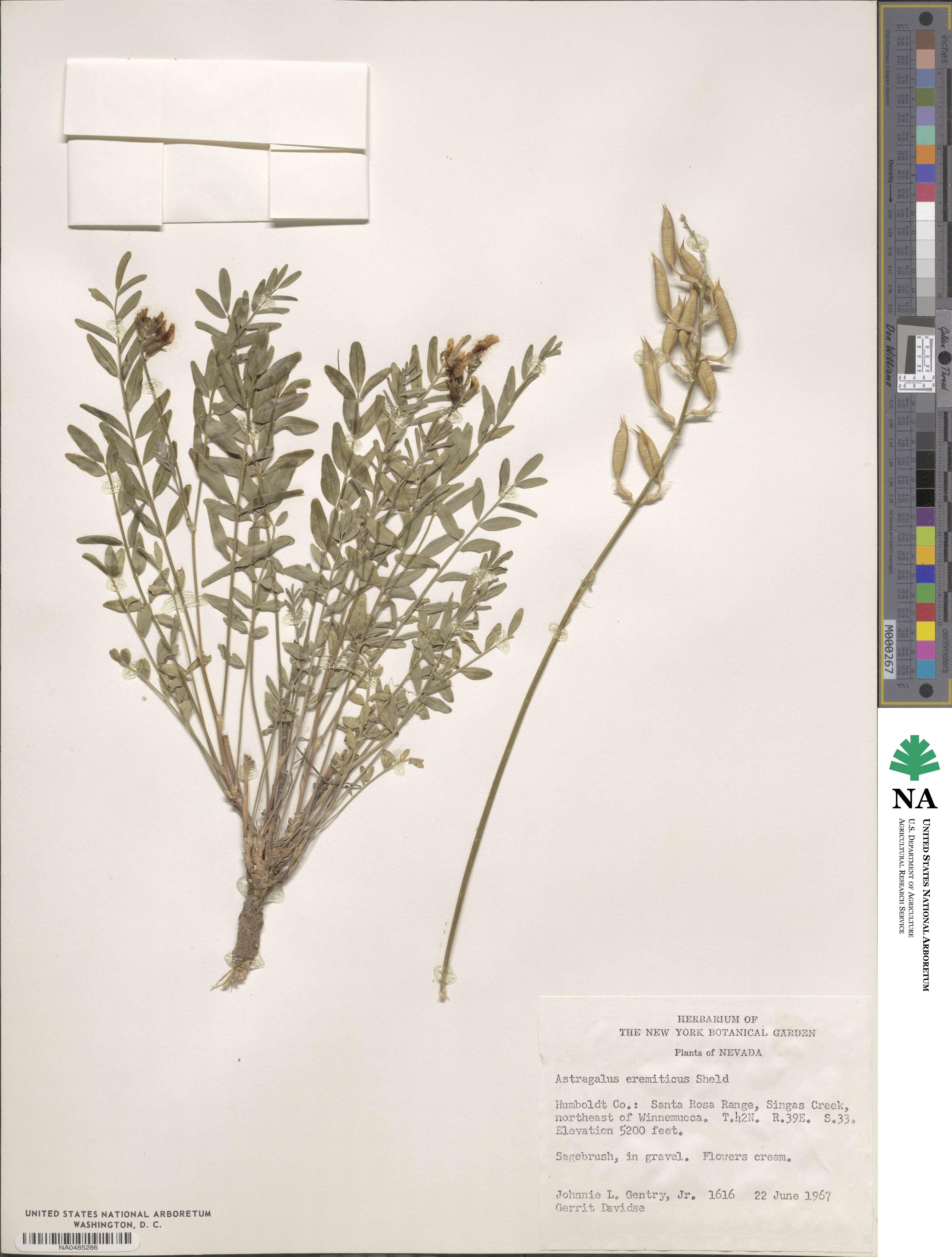 Astragalus eremiticus image