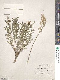 Astragalus eremiticus image