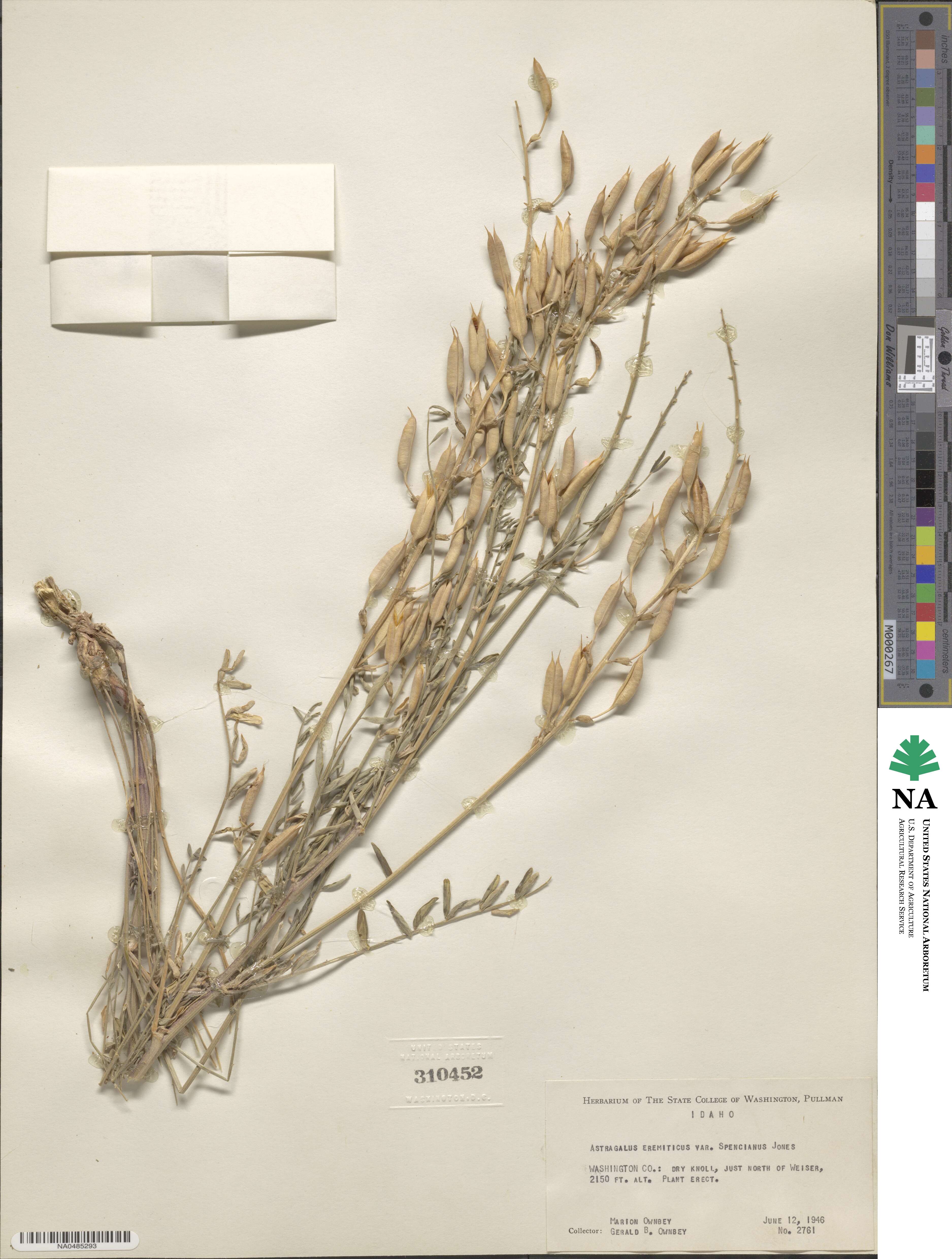 Astragalus eremiticus image