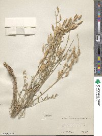 Astragalus eremiticus image