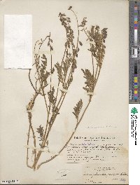 Astragalus eucosmus image