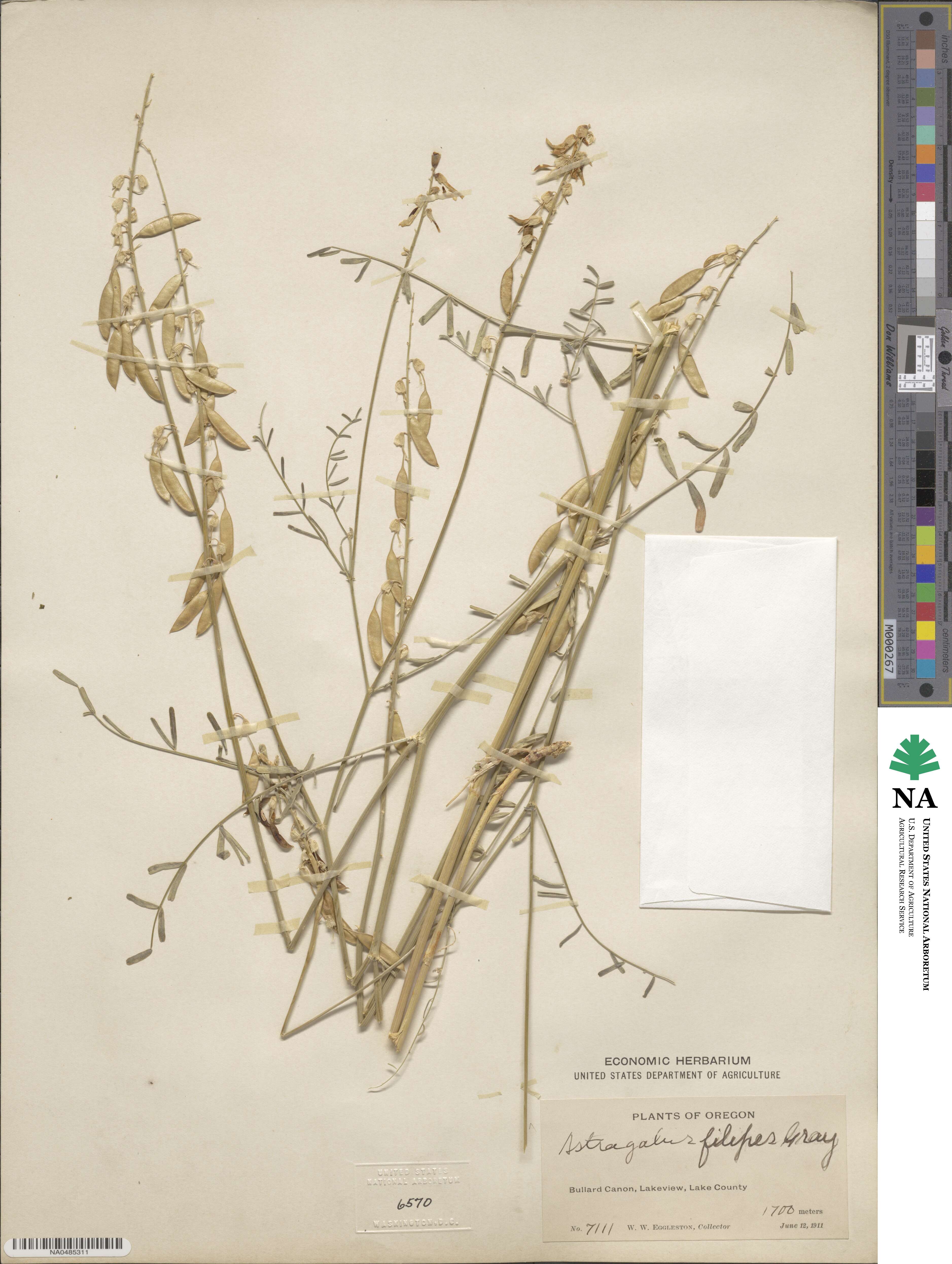 Astragalus filipes image