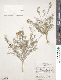 Astragalus flavus var. flavus image