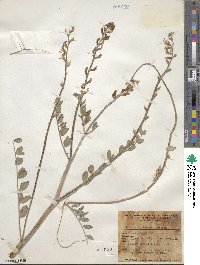 Astragalus lentiginosus image